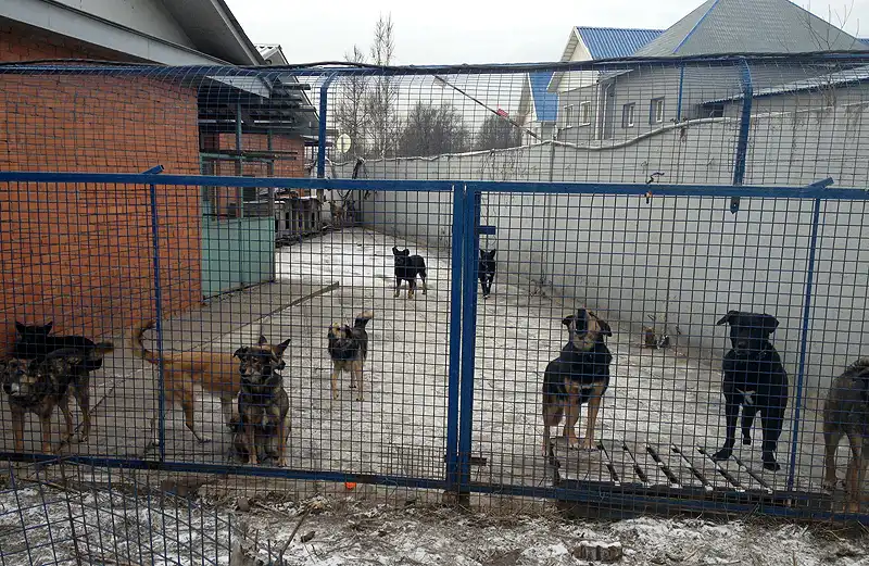 шефство над приютом для бездомных животных