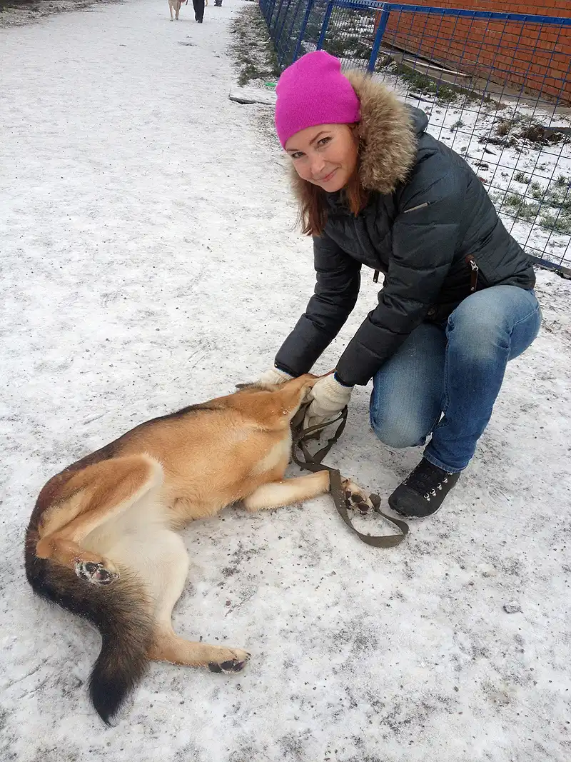 шефство над приютом для бездомных животных