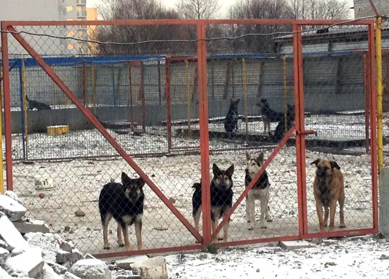 шефство над приютом для бездомных животных