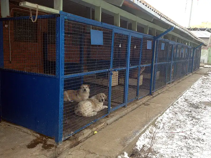 шефство над приютом для бездомных животных