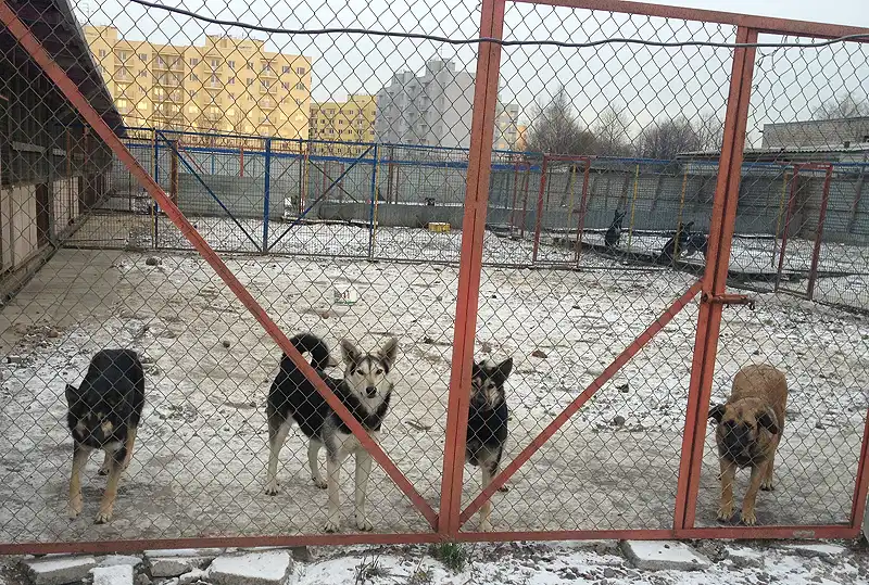 шефство над приютом для бездомных животных